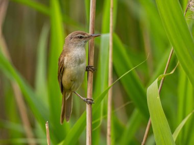 Great Reed Warbler perched on the reeds amidst lush green grasses.