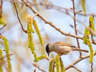 Eurasian Blackcap on a tree branch, set against the vast expanse of the sky.