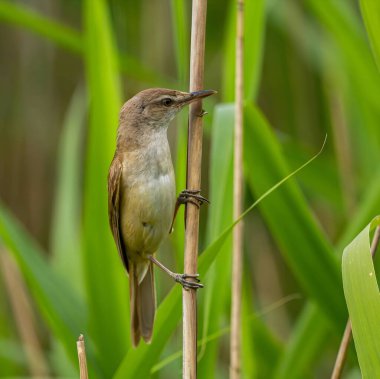 Great Reed Warbler perched on the reeds amidst lush green grasses.