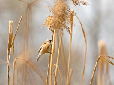 Eurasian Penduline Tit perched gracefully on a tree branch, with the vast sky as a serene backdrop.