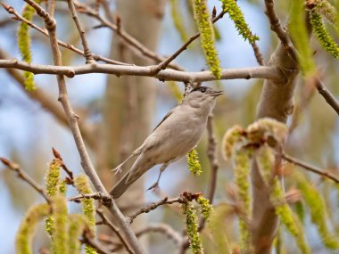 Eurasian Blackcap on a tree branch, set against the vast expanse of the sky.