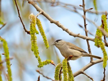 Eurasian Blackcap on a tree branch, set against the vast expanse of the sky.