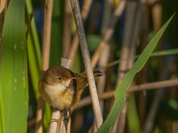 Ένα Κοινό Reed Warbler Κάθεται Χάρη Ένα Ταλαντευόμενο Καλάμι Ένα — Φωτογραφία Αρχείου