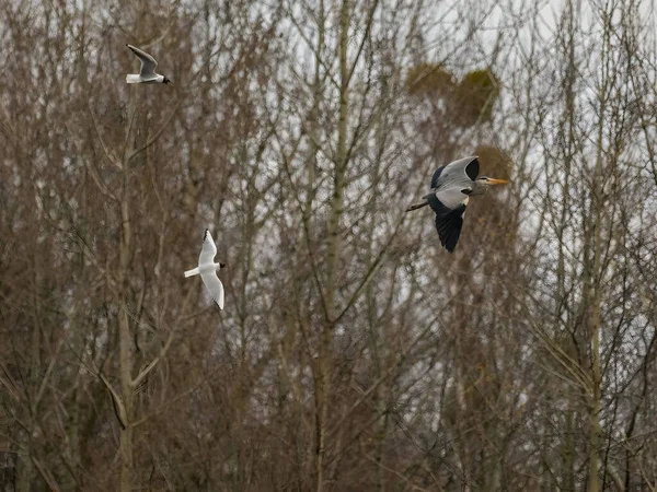 Two Black Headed Gulls Gray Heron Take Flight Together Each — Fotografia de Stock