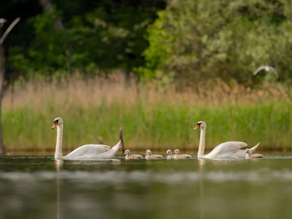 Adult Mute Swan Glides Gracefully Water Its Babies Closely Serene — Φωτογραφία Αρχείου