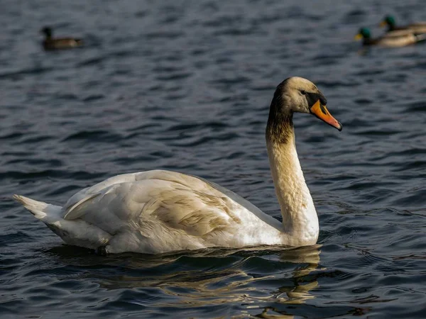 Yakından çekilen bir fotoğraf görkemli yetişkin ve dilsiz kuğunun suların üzerinde zarif bir şekilde süzülüşünü yakalar, yemyeşil manzarayla çevrili, doğanın güzelliğini gözler önüne serer..
