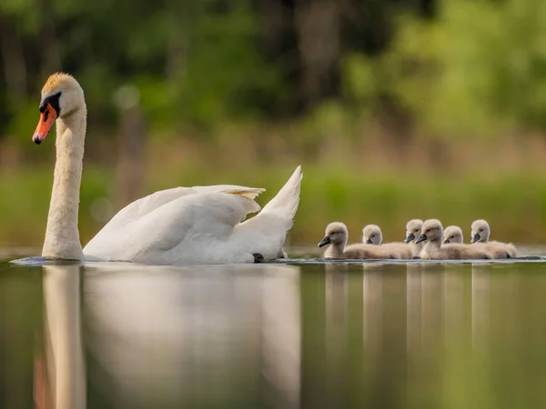 Adult Mute Swan Glides Gracefully Water Its Babies Closely Serene — Φωτογραφία Αρχείου