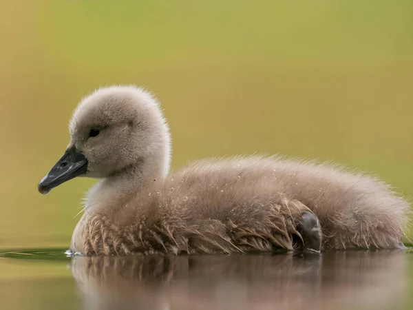 Close Photograph Captures Young Mute Swan Gracefully Floating Water Amidst — Φωτογραφία Αρχείου