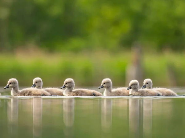 Close Photograph Captures Young Mute Swans Gracefully Floating Water Amidst — Φωτογραφία Αρχείου