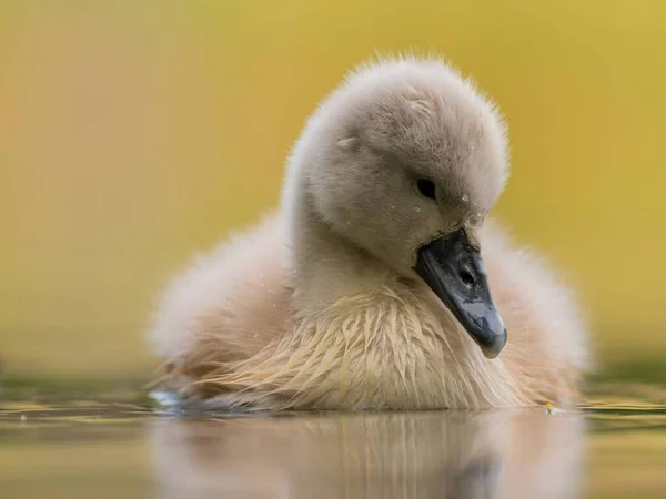 Close Photograph Captures Young Mute Swan Gracefully Floating Water Amidst — Φωτογραφία Αρχείου