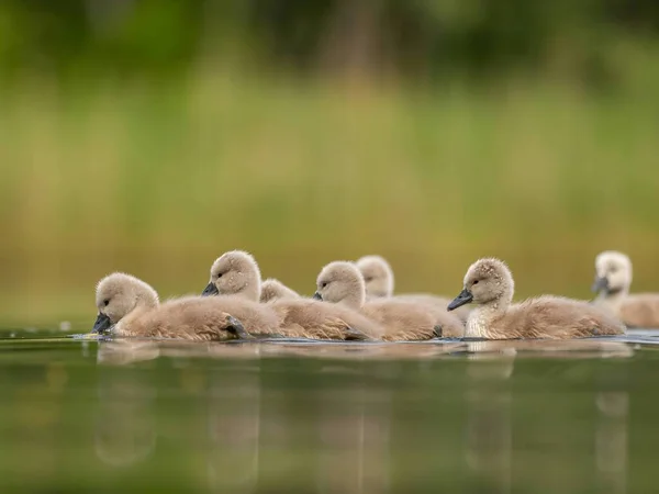 Close Photograph Captures Young Mute Swans Gracefully Floating Water Amidst — Φωτογραφία Αρχείου