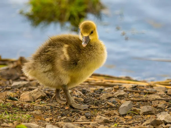 Small Yellow Duck Standing Water Edge Enjoying Serene Surroundings — Φωτογραφία Αρχείου