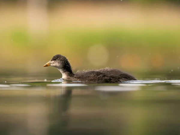 Serene Scene Unfolds Wild Duck Gracefully Floats Calm Water Amidst — Φωτογραφία Αρχείου