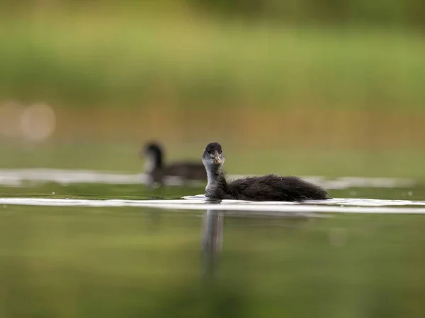 Serene Scene Unfolds Wild Duck Gracefully Floats Calm Water Amidst — Foto de Stock