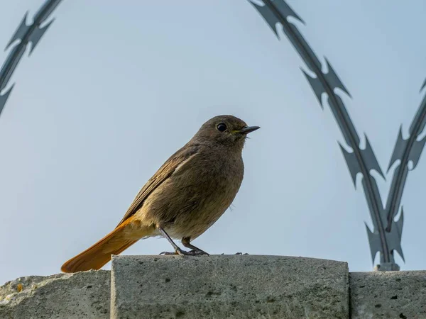 stock image The Black Redstart, a striking bird with its black plumage, stands out against the vast expanse of the sky, adding a touch of beauty to the natural canvas.