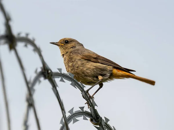Esnek Black Redstart dikenli tele güvenle tünemiş, açık mavi gökyüzüne karşı kırmızı kuyruğu, adaptasyon ve gücün sembolü..