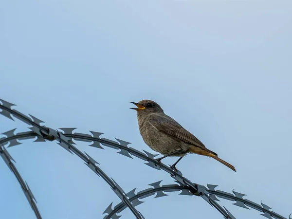 Esnek Black Redstart dikenli tele güvenle tünemiş, açık mavi gökyüzüne karşı kırmızı kuyruğu, adaptasyon ve gücün sembolü..