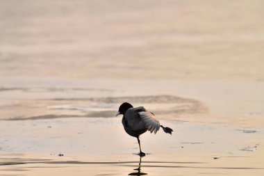 Avrasya yaban ördeğinin yakın plan fotoğrafı..