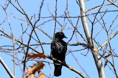 Batılı bir karga bir ağaç dalına tünemiş, parlak siyah tüyleri ve belirgin soluk gözleri yeşil yapraklara zıt..