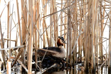 Büyük ibikli yaban ördeği yuvasında yuvalanır, yumurtalarına özenle bakar, dünyaya yeni bir hayat getirmeye hazırdır..