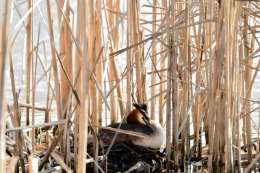 Büyük ibikli yaban ördeği yuvasında yuvalanır, yumurtalarına özenle bakar, dünyaya yeni bir hayat getirmeye hazırdır..