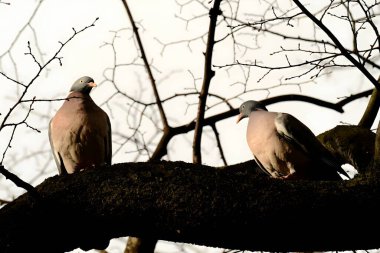 İki sıradan güvercin zarif bir şekilde güçlü bir ağaç dalına tünemiş, yumuşak renkleri çevreleyen yapraklarla uyum içinde. Columba palumbus, sıradan odun güvercini, güvercin, güvercin, güvercin, dal, bulanık, mevsim, çevre, doğa, taze