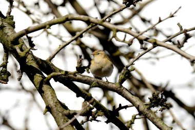 A Common Chiffchaff perched delicately on a branch, its melodious song filling the air, with a softly blurred background adding to the tranquil scene.