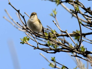 A Common Chiffchaff perched delicately on a branch, its melodious song filling the air, with a softly blurred background adding to the tranquil scene.