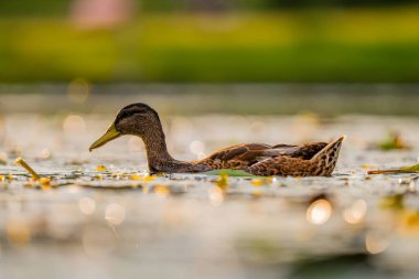 Huzurlu bir yaban ördeği suyun üzerinde zarifçe süzülüyor, yansıması aşağıdan yansıyor. Arka plandaki lekeli bitki örtüsü huzur sahnesine ekleniyor..