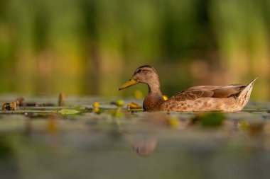 Huzurlu bir yaban ördeği suyun üzerinde zarifçe süzülüyor, yansıması aşağıdan yansıyor. Arka plandaki lekeli bitki örtüsü huzur sahnesine ekleniyor..