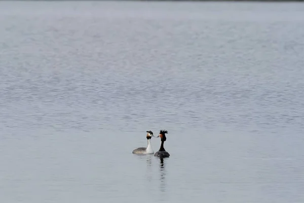 Close Photo Male Female Great Crested Grebe Together Water Characters — Foto de Stock