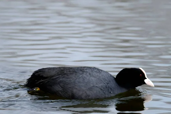 An Eurasian coot gracefully glides on the calm water, surrounded by lush greenery, creating a serene and picturesque scene in nature's embrace.