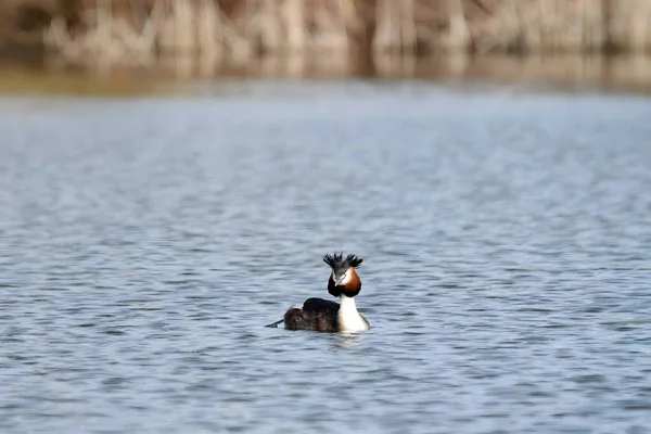 Close Photo Male Female Great Crested Grebe Together Water Characters — Foto de Stock