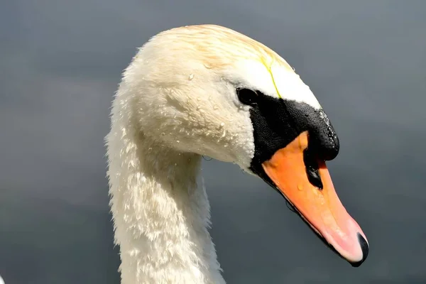A striking close-up of a Mute Swan's regal head and majestic beak, showcasing the bird's grace and beauty up close.
