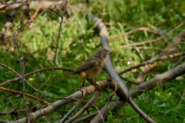Arka planda yeşil bir ipucu olan ters çevrilmiş bir ağaç dalına tünemiş bir Redstart. Huzurlu bir tabiat..