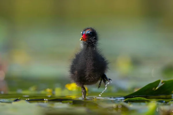 Ortak Moorhen isimli bir bebek zarif bir şekilde suda süzülür, çok güzel yansımaları ve arka planda bulanık bitki örtüsüyle..