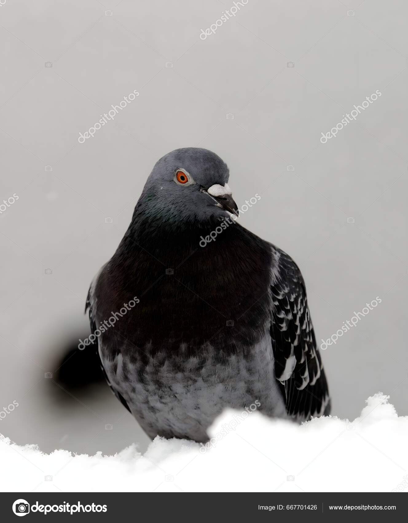 Amidst Winter Snow City Pigeon Stands Proudly Its Feathers Dusted