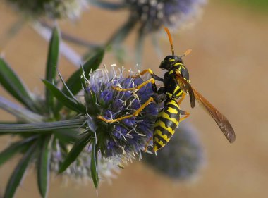 Bu büyüleyici yakın plan fotoğrafta, yoğun bir arı zarif bir şekilde lavanta çiçeğine konuyor, doğanın tozlaştırıcı ve bitkilerinin uyumunu vurguluyor..