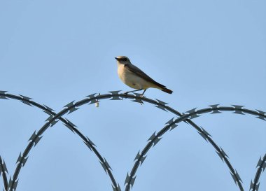 Northern Wheatear perched delicately on a metal fence, its striking plumage contrasting with the surroundings.