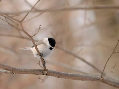 A charming Marsh Tit perched on a tree branch, its striking features highlighted against a beautifully blurred background.