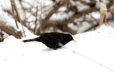 Kış karları arasında, genç bir karatavuk zarif bir şekilde duruyor. Koyu tüyleri beyaz manzaraya zıt düşüyor ve güzel bir manzara yaratıyor..