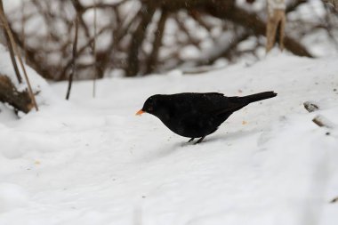 Kış karları arasında, genç bir karatavuk zarif bir şekilde duruyor. Koyu tüyleri beyaz manzaraya zıt düşüyor ve güzel bir manzara yaratıyor..