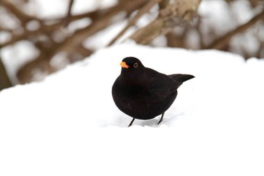 Kış karları arasında, genç bir karatavuk zarif bir şekilde duruyor. Koyu tüyleri beyaz manzaraya zıt düşüyor ve güzel bir manzara yaratıyor..