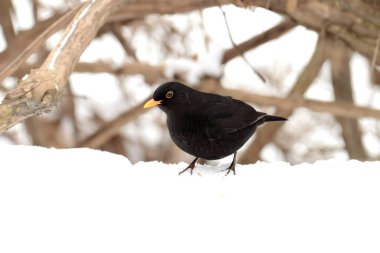 Kış karları arasında, genç bir karatavuk zarif bir şekilde duruyor. Koyu tüyleri beyaz manzaraya zıt düşüyor ve güzel bir manzara yaratıyor..