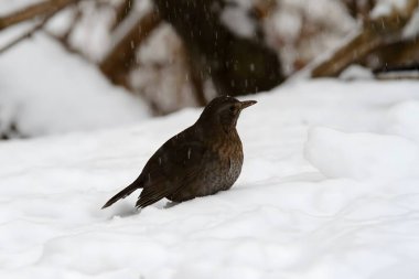 Kış karları arasında, genç bir karatavuk zarif bir şekilde duruyor. Koyu tüyleri beyaz manzaraya zıt düşüyor ve güzel bir manzara yaratıyor..