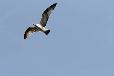 Martı, açık mavi gökyüzünde görkemli bir şekilde süzülüyor.