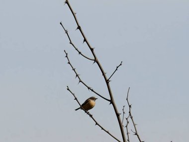 Avrupa 'nın taş levreği etrafındaki bitki örtüsüyle harmanlanmış, uzun otların üzerine tünemiştir..