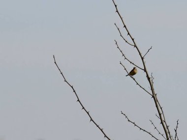 Avrupa 'nın taş levreği etrafındaki bitki örtüsüyle harmanlanmış, uzun otların üzerine tünemiştir..