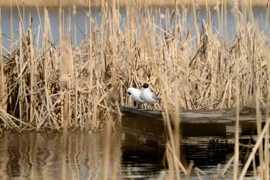 İki siyah başlı martının sazlıkların arasındaki ahşap platformda dinlenip doğanın sükunetini sergilediği huzurlu bir sahne..