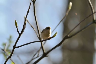Dala tünemiş minik bir kuş.